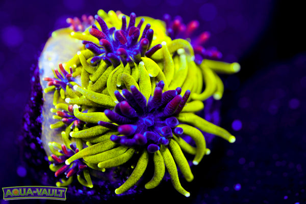 Sonic the Hedgehog Galaxea