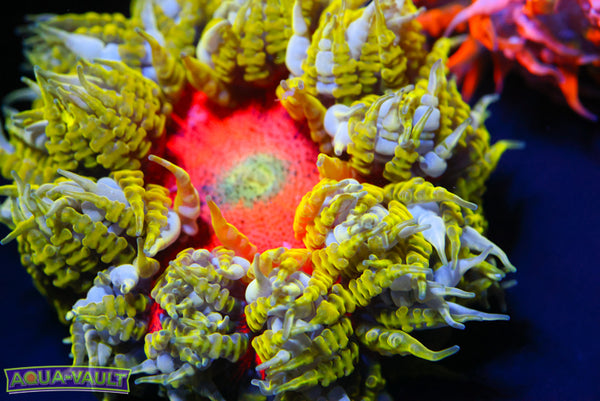 XL Mind Trick Rock Flower