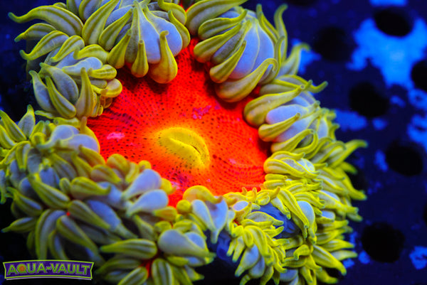 Xl Ultra Bulls Eye Rock Flower