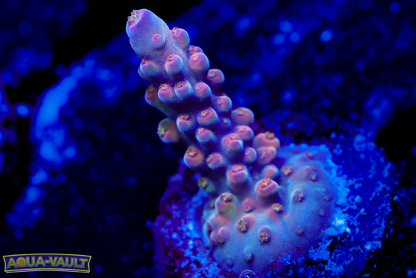 POTO Afterburner Acro