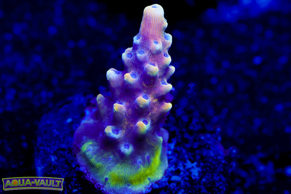 RR Pink Cadillac Acro