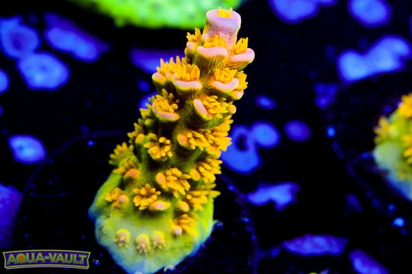 Big R Walt Disney Acro