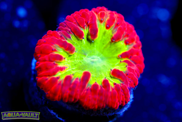 Nuclear Blast Blasto