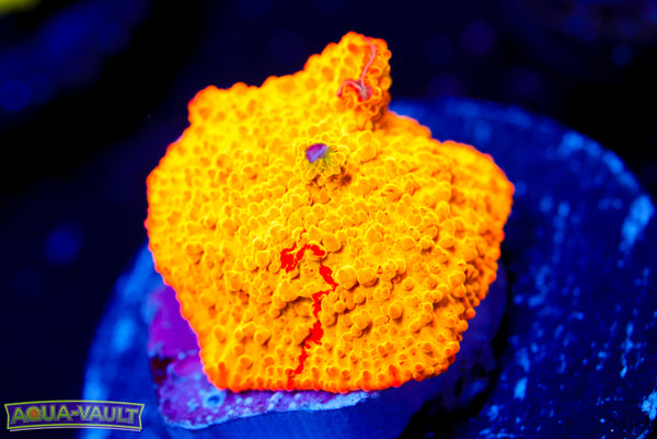 OG Jawbreaker Discosoma Mushroom