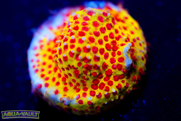 JF Burning Banana Stylsocoeniella