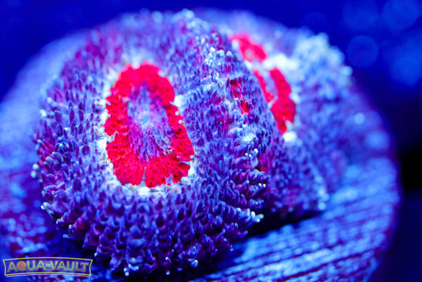 Captain America Micro Acan