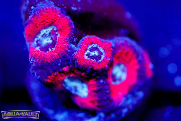Darth Maul Micro Acan