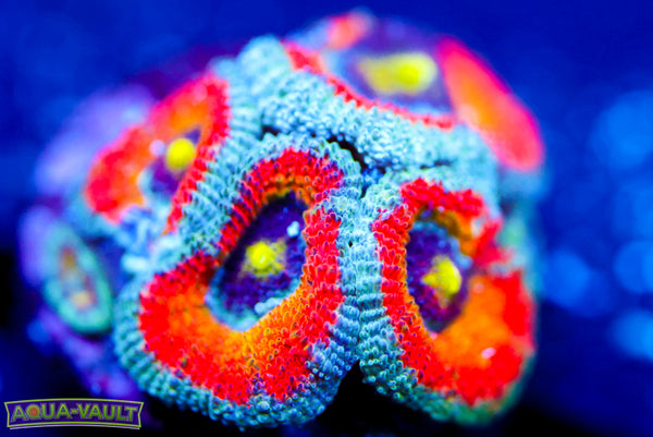 F2M Holy Grail Micro Acan