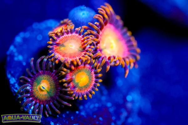 Laser Lemon Zoa
