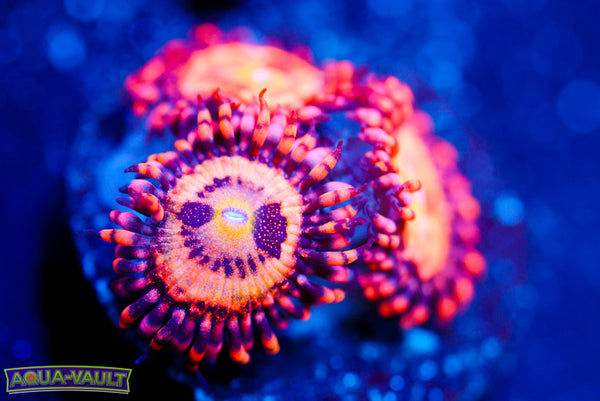 JF Crybaby Zoa