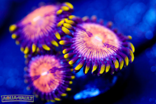 Nirvana Zoa