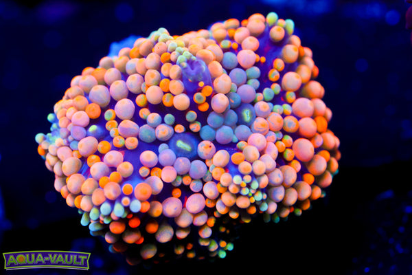 Orange Rainbow Ricordea Mushroom