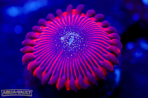Magician Zoa