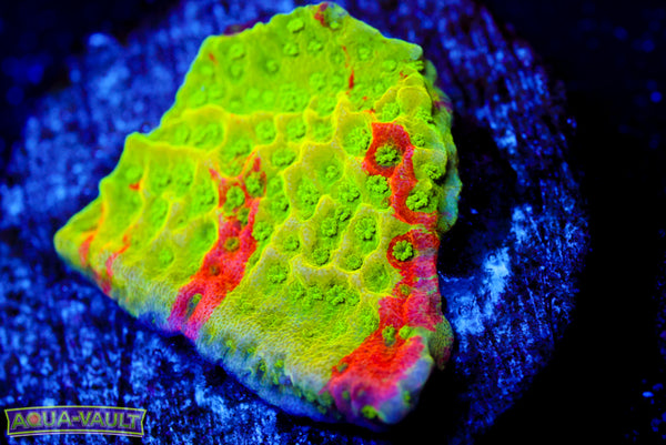 Grafted Cherry Tree Monti