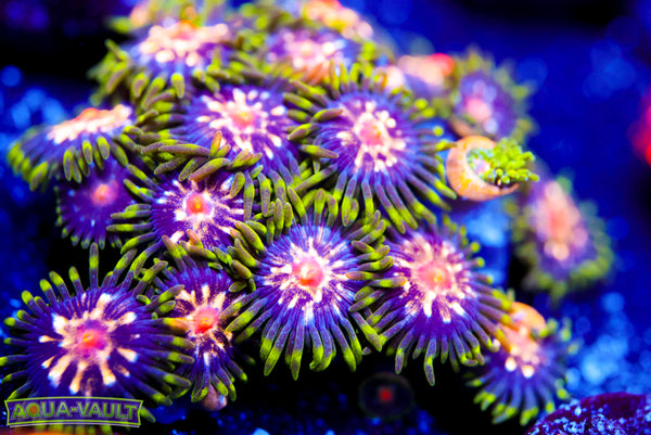 JF Stargazer Zoa