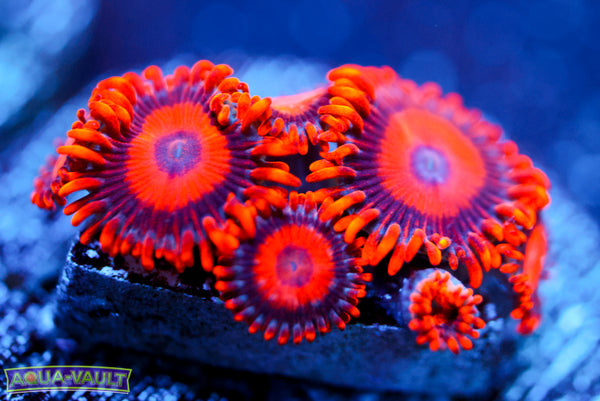 Orange Oxide Zoa