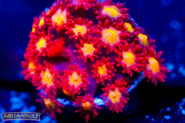 Combustion Zoa