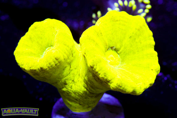 Kryptonite Trumpet Coral