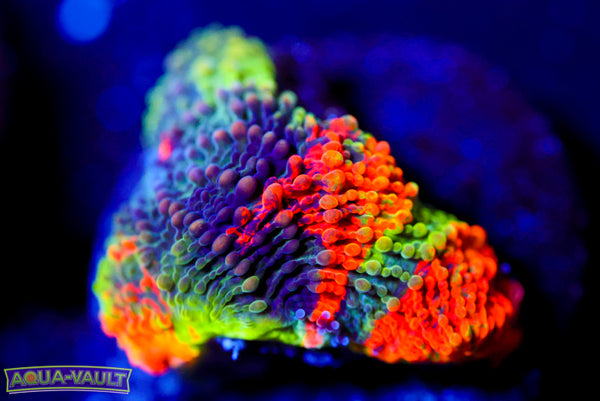 Rainbow Enchanted Echinata