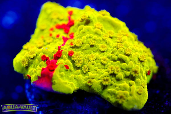 TSA Nuclear Fusion Monti