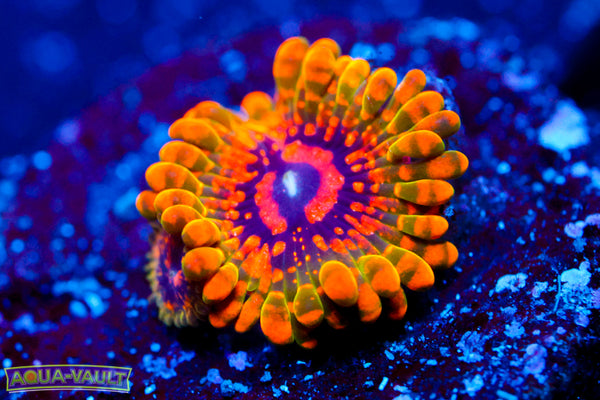 Grand Master Krak Zoa