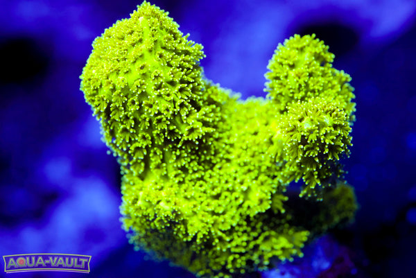 Radioactive Birdsnest