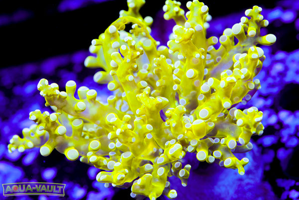 Neon Frogspawn