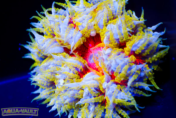 Rainbow XL Rock Flower