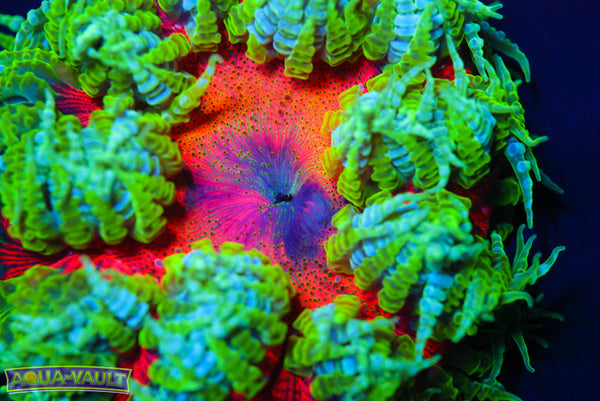 Bulls Eye XL Rock Flower