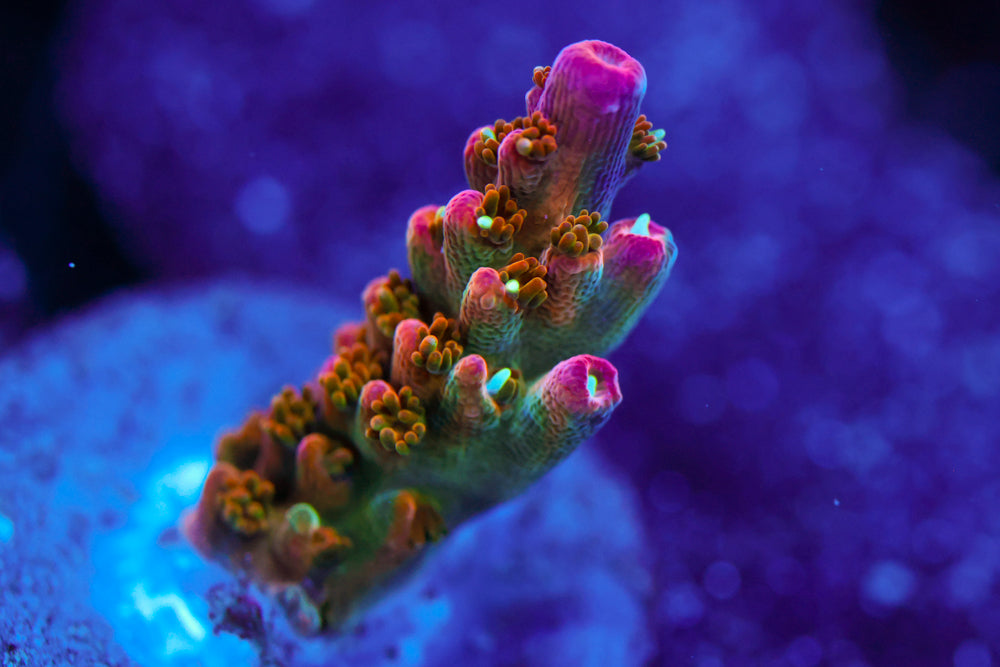 ARC Master Yoda Acro