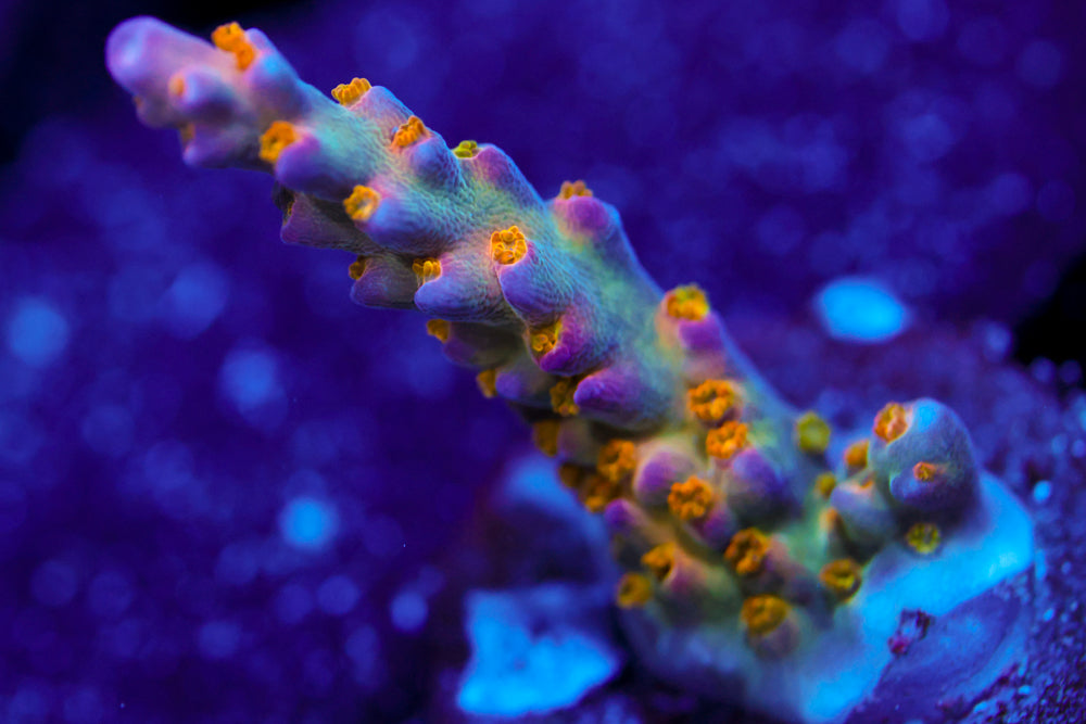 ARC Merlin's Staff Acro