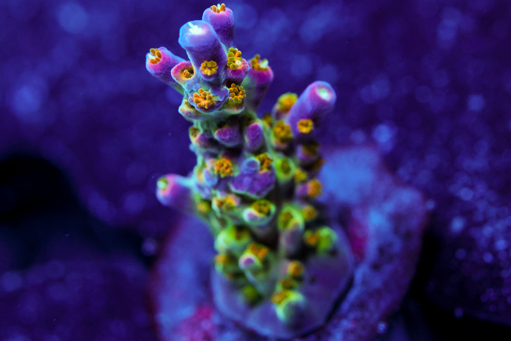 BC Bubblebath Unicorn Acro