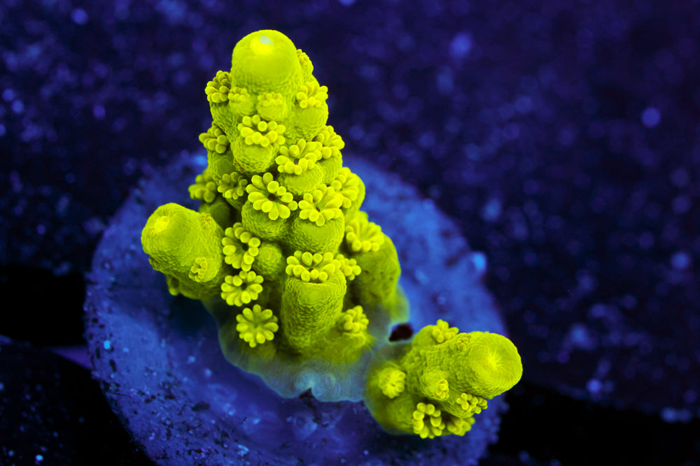 CV Green Lantern Acro