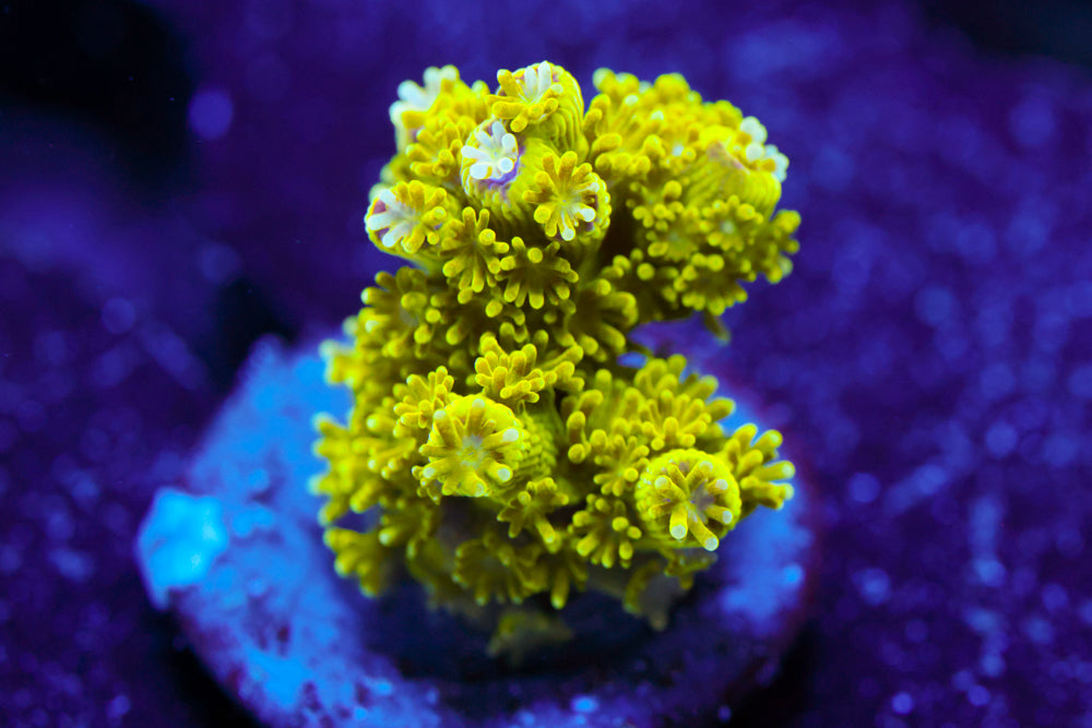 AV99 Orange Crush Acro