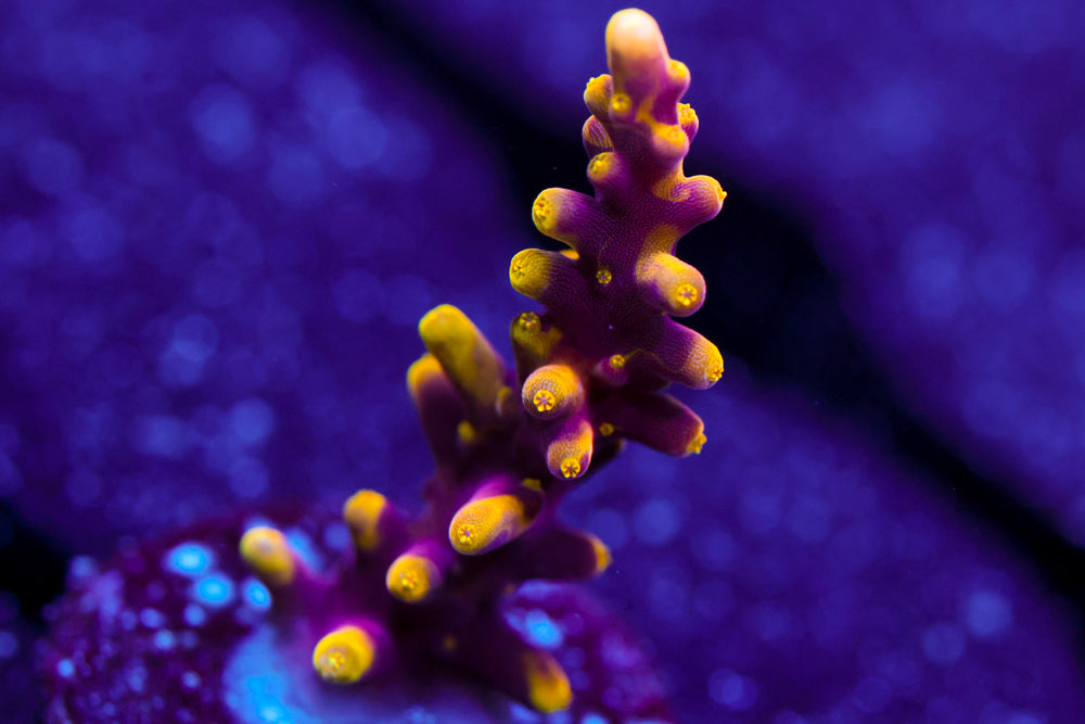 WWC Little Red Ferrari Acro