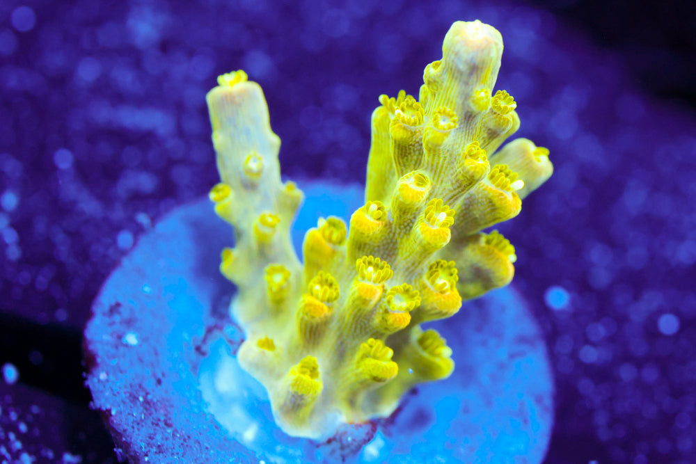 RR Rainbow Loom Acro