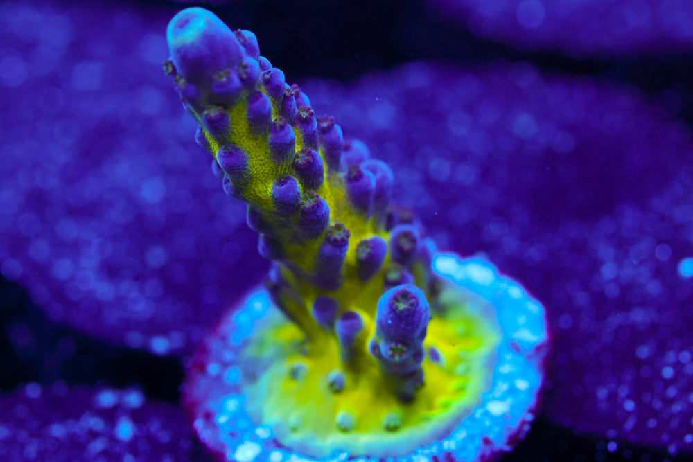 Nick's Purple Passion Acro