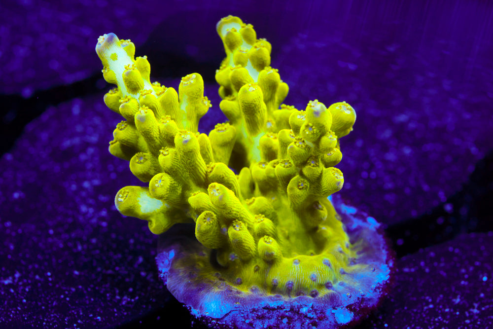 ORA Pearl Berry Acro