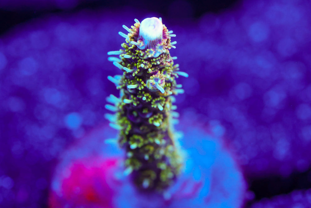 BC Conveyor Belt Fleshdunce Acro