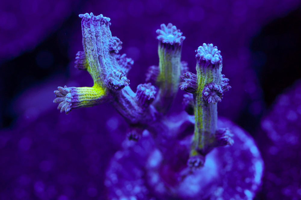 Branching Blue Cyphastrea