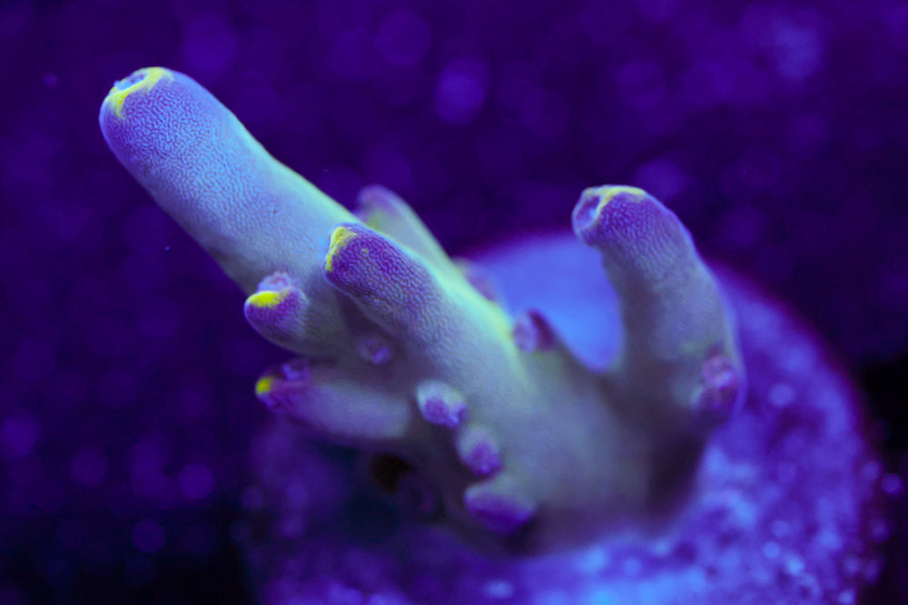 WWC Purple Candle Acro