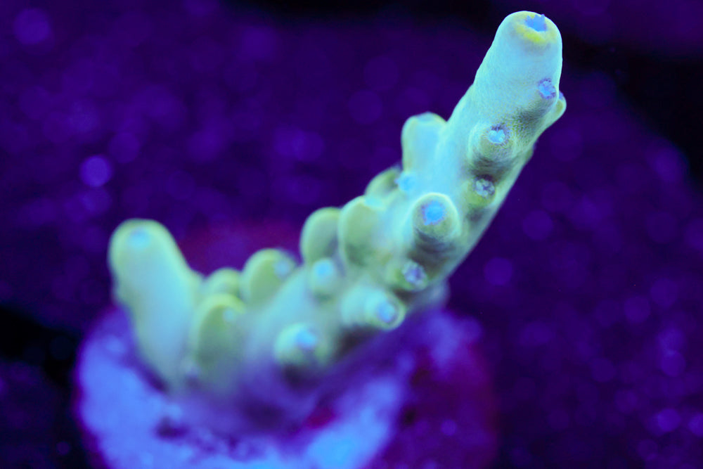 BC Blue Thunder Acro