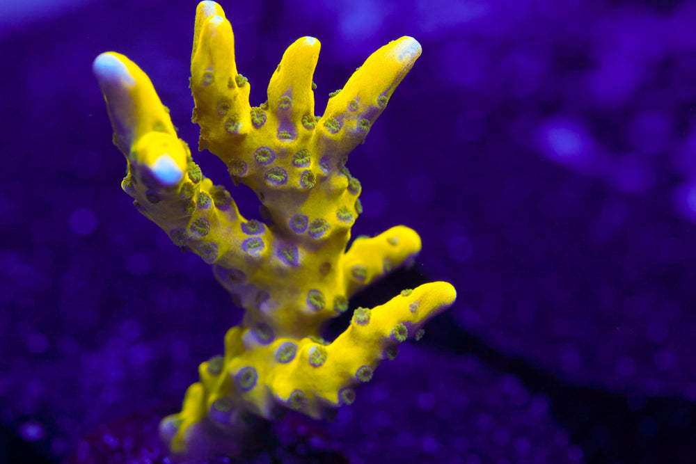 RRC Golden Rod Anacropora