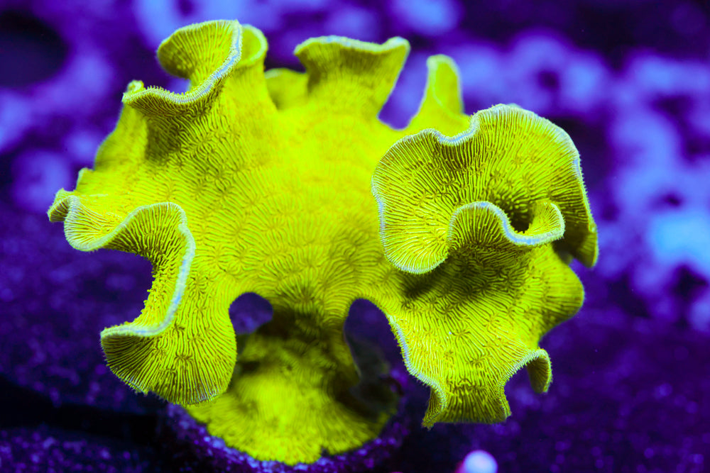 Mint Chip Pavona Colony