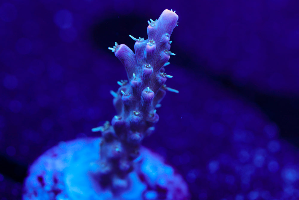 CC Ultra Violet Acro