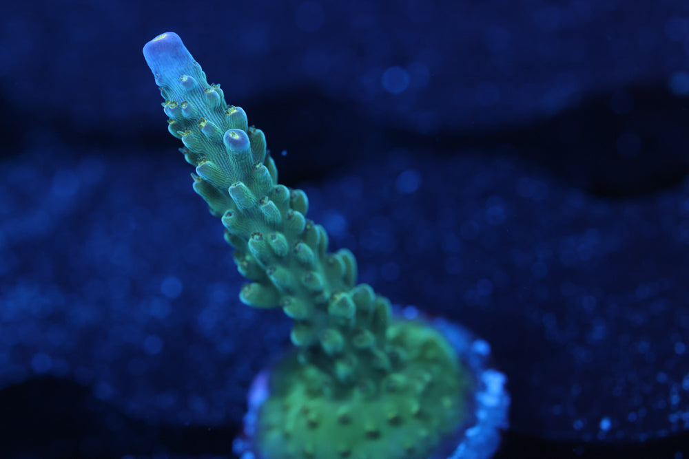 Tricolor Valida Acro