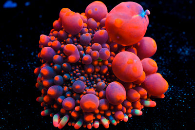 CV Animal Bean Bag Bounce Mushroom