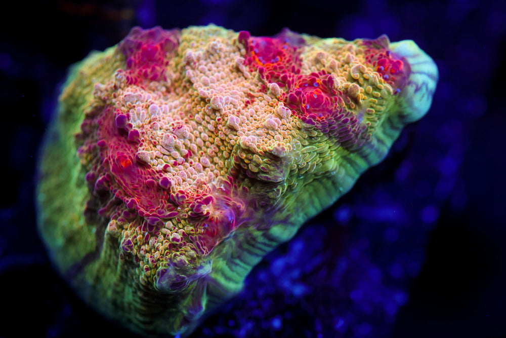 CV Deep Dish Chalice