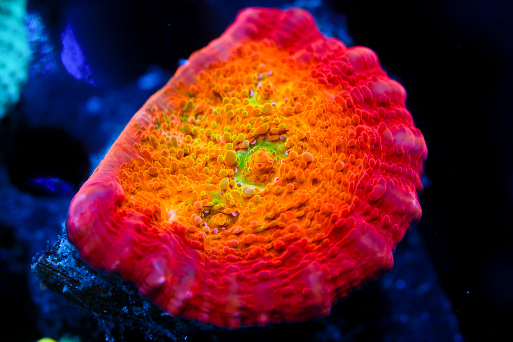 ARC Ludicrous Chalice