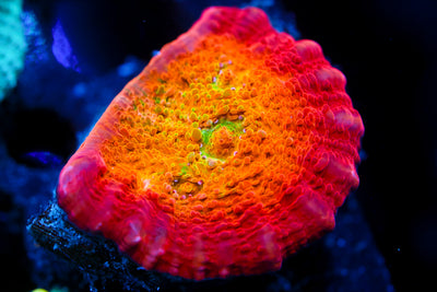 ARC Ludicrous Chalice